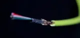 dj-techtools-chroma-cable-usb-1-5-m-lamany-czerwony