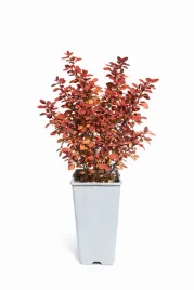 berberys-thunberga-golden-ring-c2