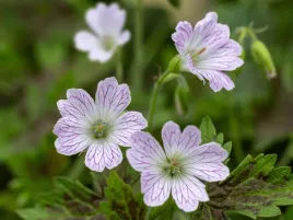 bodziszek-katherine-adele-geranium-rozowe-kwiaty-sadzonka-p9