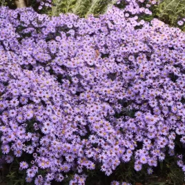 aster-krzaczasty-prof-anton-kippenberg-fioletowy-jesienny-sadzonka-p9