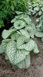 brunnera-wielkolistna-sea-heart-srebrzysta-bylina-do-cienia-sadzonka
