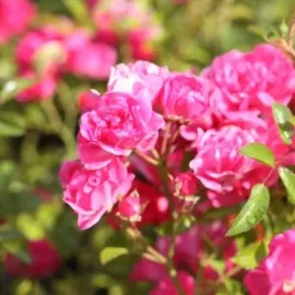 roza-okrywowa-pink-fairy-rozowa-miniaturowa-obfite-kwitnienie-sadzonka-p9