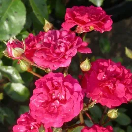 roza-fairy-dance-czerwona-roza-rabatowa-zadarniajaca-sadzonka-p12