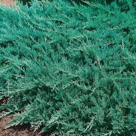 jalowiec-posredni-pfitzeriana-glauca-niebieski-iglak-susza-sadzonka-p9