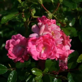 roza-pink-fairy-niska-roslina-zadarniajaca-dlugie-kwitnienie-sadzonka-p9