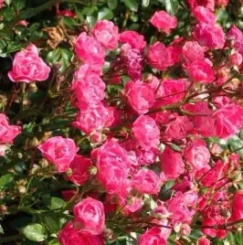 roza-okrywowa-pink-fairy-masa-rozowych-kwiatow-odporna-sadzonka-p9