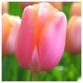 tulipan-rozowy-jasny-cebulki-20-szt-gratis