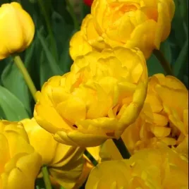 tulipan-pelny-zolty-double-yellow-pomponette-cebulki-5-szt-gratis