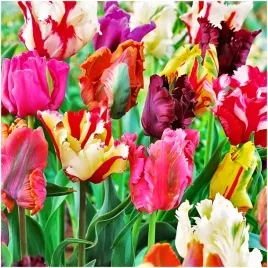 tulipan-parrot-zestaw-mix-kolorow-cebulki-25-szt-gratis