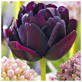 tulipan-pelny-czarny-black-hero-cebulki-10-szt-gratis