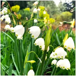 sniezyca-letnia-leucojum-gravetye-giant-cebulki-20-szt-gratis