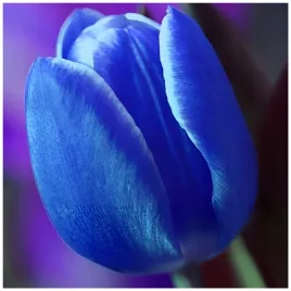 tulipan-niebieski-cebulki-10-szt-gratis