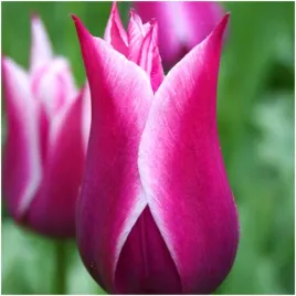 tulipan-lilioksztaltny-fioletowo-bialy-claudia-cebulki-5-szt-gratis