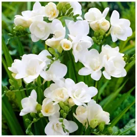 frezja-pelna-cebulki-biala-freesia-double-20-szt-gratis
