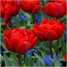 tulipan-krolewski-double-czerwony-miranda-cebulki-10-szt-gratis