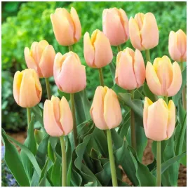 tulipan-brzoskwiniowy-mango-charm-cebulki-10-szt-gratis