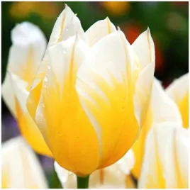 tulipan-zolto-bialy-jaap-groot-cebulki-10-szt-gratis