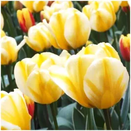 tulipan-zolto-bialy-jaap-groot-cebulki-10-szt-gratis