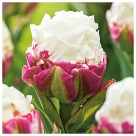 tulipan-lodowy-ice-cream-cebulki-10-szt-gratis