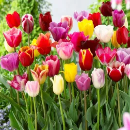 tulipan-zestaw-mix-mieszanka-kolorow-cebulki-200-szt-gratis