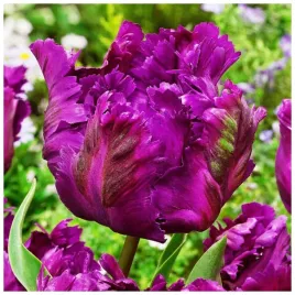 tulipan-fioletowy-parrot-prince-cebulki-10-szt-gratis