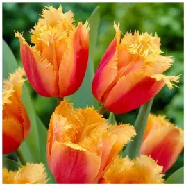tulipan-pomaranczowy-strzepiasty-lambada-cebulki-10-szt-gratis