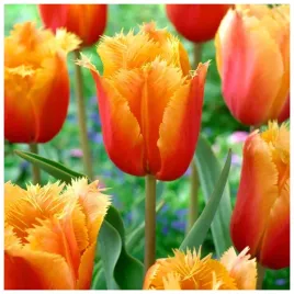 tulipan-pomaranczowy-strzepiasty-lambada-cebulki-10-szt-gratis