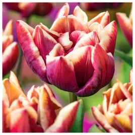tulipan-pelny-wyndham-bordowy-bialy-cebulki-10-szt-gratis