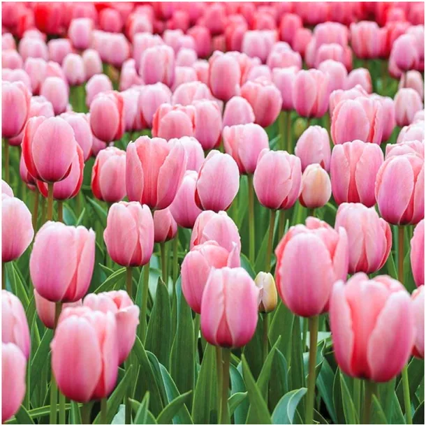 TULIPAN BRZOSKWINIOWO-RÓŻOWY SALMON IMPRESSION cebulki 10 szt. + GRATIS
