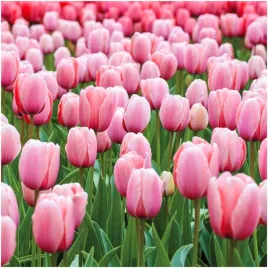 tulipan-brzoskwiniowo-rozowy-salmon-impression-cebulki-10-szt-gratis