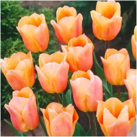 tulipan-apricot-beauty-morelowy-cebulki-5-szt-gratis