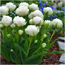 tulipan-bialy-double-strzepiasty-snow-crystal-cebulki-10-szt-gratis