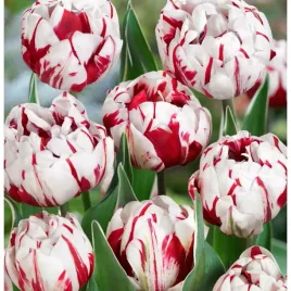 tulipan-bialy-dwukolorowy-double-carnaval-de-nice-cebulki-10-szt-gratis