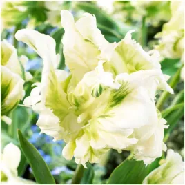 tulipan-papuzi-super-parrot-cebulki-10-szt-gratis