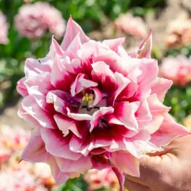 tulipan-pelny-magic-sensation-cebulki-10-szt-gratis