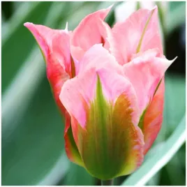 tulipan-rozowy-china-town-cebulki-10-szt-gratis