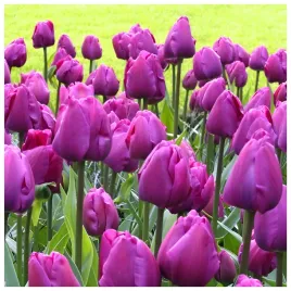 tulipan-fioletowy-purple-flag-cebulki-10-szt-gratis