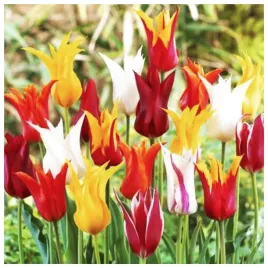 tulipan-lilioksztaltny-zestaw-mix-cebulki-25-szt-gratis