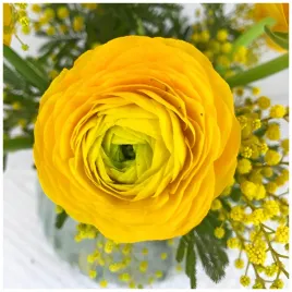 jaskier-cebulki-ranunculus-zolty-5-szt-gratis
