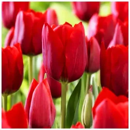 tulipan-czerwony-cebulki-20-szt-gratis
