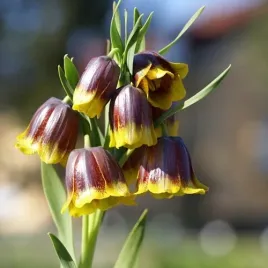 szachownica-frittilaria-cebulki-uva-vulpis-lisie-grono-5-szt-gratis