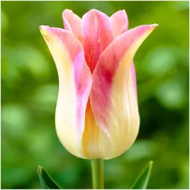 tulipan-elegant-lady-rozowy-cebulki-10-szt-gratis