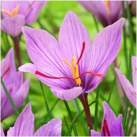 krokus-jesienny-sativus-szafran-uprawny-cebulki-100-szt-gratis
