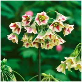 czosnek-bulgarski-allium-siculum-miododajny-cebulki-10-szt-gratis