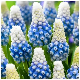 szafirek-cebulki-muscari-mountain-lady-bialo-niebieski-50-szt-gratis