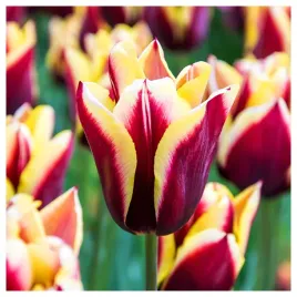 tulipan-bordowy-zolty-gavota-cebulki-10-szt-gratis