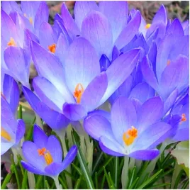 krokus-niebieski-firefly-cebulki-10-szt-gratis