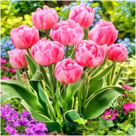tulipan-foxtrot-bialo-rozowy-double-cebulki-10-szt-gratis