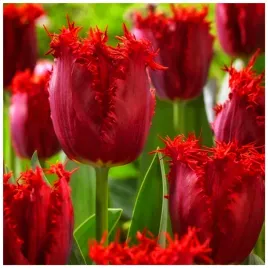tulipan-strzepiasty-pacific-pearl-czerwony-cebulki-10-szt-gratis