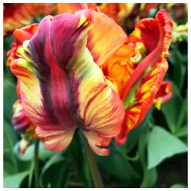 tulipan-papuzi-rasta-parrot-cebulki-10-szt-gratis